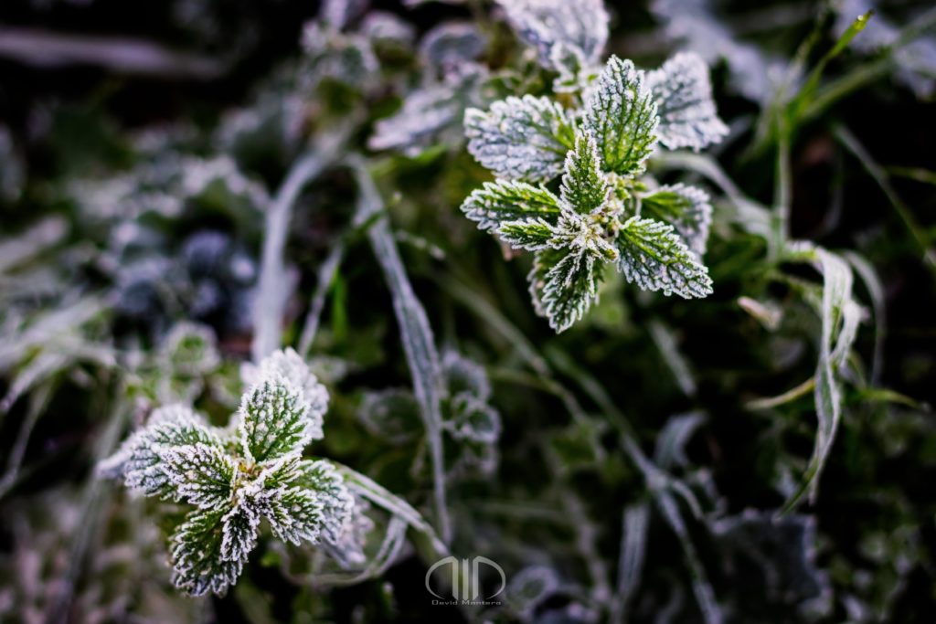 Frío y Escarcha de Invierno DMD Fotografía
