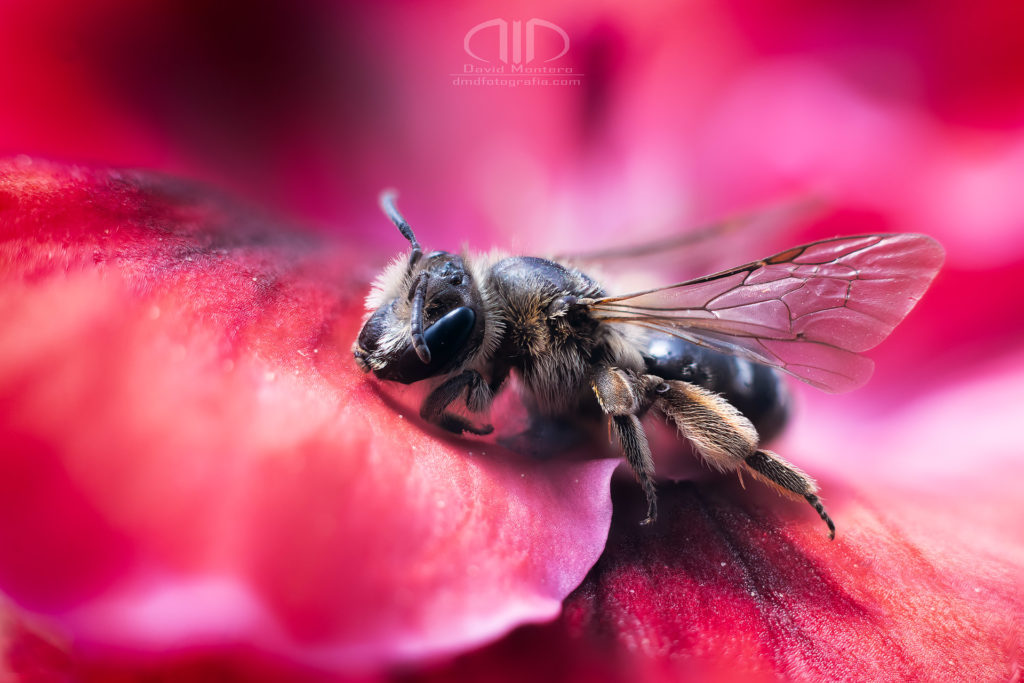 S17 Primavera - Probando la fotografía macro con una abeja